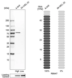 Western blot analysis in human cell lines A-549 and SK-MEL-30 using Anti-RBM47 antibody. Corresponding RBM47 RNA-seq data are presented for the same cell lines. Loading control: Anti-PARP1.