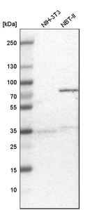 Western blot analysis in mouse cell line NIH-3T3 and rat cell line NBT-II.