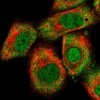 Immunofluorescent staining of human cell line A549 shows localization to nucleoplasm & cytosol.