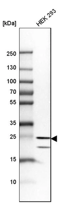 Western blot analysis in human cell line HEK 293.
