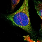 Immunofluorescent staining of human cell line U-2 OS shows localization to cytosol.