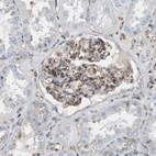 Immunohistochemical staining of human kidney shows moderate cytoplasmic positivity in cells in glomeruli.