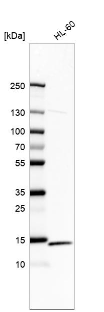 Anti-RPS12 Antibody