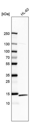 Anti-RPS12 Antibody