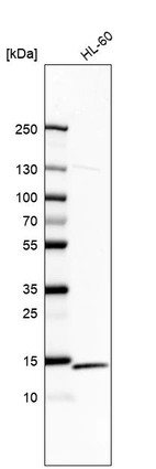 Anti-RPS12 Antibody