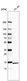 Anti-RPS12 Antibody