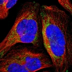 Immunofluorescent staining of human cell line U-2 OS shows localization to mitochondria.