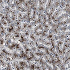 Anti-PCYT1B Antibody