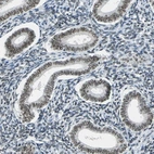 Immunohistochemical staining of human endometrium shows moderate nuclear positivity in glandular cells.