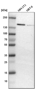 Western blot analysis in mouse cell line NIH-3T3 and rat cell line NBT-II.