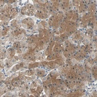 Anti-CDC42EP1 Antibody