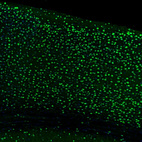 Immunofluorescence staining of mouse brain shows strong nuclear positivity in neurons in the cerebral cortex.