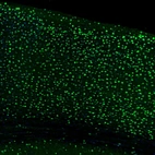 Immunofluorescence staining of mouse brain shows strong nuclear positivity in neurons in the cerebral cortex.