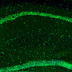 Immunofluorescence staining of mouse brain shows strong positivity in neurons in the CA1 and granular cell layers in the hippocampus.