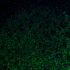 Immunofluorescence staining of mouse basal forebrain shows moderate nuclear positivity in neurons in the caudate putamen.