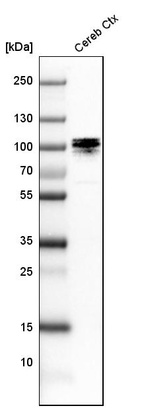 Western blot analysis in mouse cerebral cortex tissue.