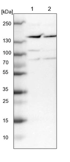 Lane 1: NIH-3T3 cell lysate (Mouse embryonic fibroblast cells)_br/_Lane 2: NBT-II cell lysate (Rat Wistar bladder tumour cells)