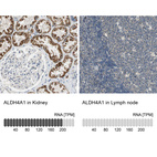 Anti-ALDH4A1 Antibody