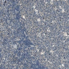 Immunohistochemical staining of human lymph node shows no positivity in lymphoid cells as expected.
