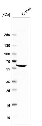 Western blot analysis in human kidney tissue.