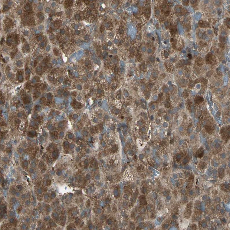 Anti-FAM213B Antibody