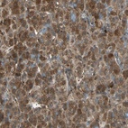 Anti-FAM213B Antibody