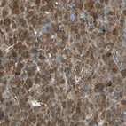 Anti-FAM213B Antibody