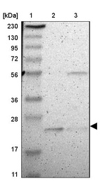 Anti-FAM213B Antibody
