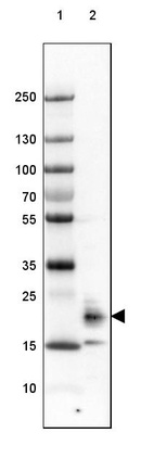 Lane 1: Marker [kDa] 250, 130, 100, 70, 55, 35, 25, 15, 10_br/_Lane 2: Human Cerebral Cortex tissue