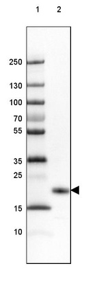 Lane 1: Marker [kDa] 250, 130, 100, 70, 55, 35, 25, 15, 10_br/_Lane 2: Mouse Cerebral Cortex tissue