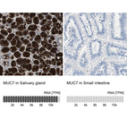 Anti-MUC7 Antibody