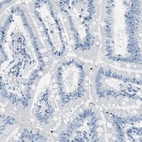 Anti-MUC7 Antibody