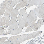 Immunohistochemical staining of human skeletal muscle shows very weak positivity.