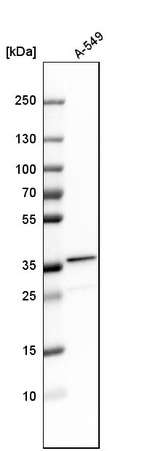 Western blot analysis in human cell line A-549.