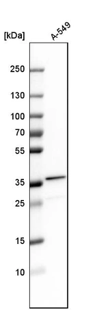 Western blot analysis in human cell line A-549.