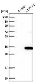 Western blot analysis in control (vector only transfected HEK293T lysate) and HTATIP2 over-expression lysate (Co-expressed with a C-terminal myc-DDK tag (~3.1 kDa) in mammalian HEK293T cells, LY416670).