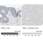 Anti-GRHL1 Antibody