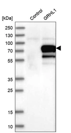 Western blot analysis in control (vector only transfected HEK293T lysate) and GRHL1 over-expression lysate (Co-expressed with a C-terminal myc-DDK tag (~3.1 kDa) in mammalian HEK293T cells, LY402346).