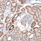 Anti-EMX1 Antibody