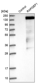 Western blot analysis in control (vector only transfected HEK293T lysate) and RAPGEF1 over-expression lysate (Co-expressed with a C-terminal myc-DDK tag (~3.1 kDa) in mammalian HEK293T cells, LY404802).