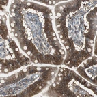 Immunohistochemical staining of human small intestine shows strong cytoplasmic positivity in glandular cells.