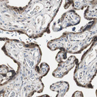 Immunohistochemical staining of human placenta shows strong cytoplasmic positivity in trophoblastic cells.