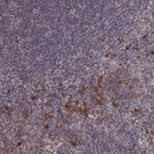 Anti-USP15 Antibody