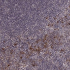 Anti-USP15 Antibody