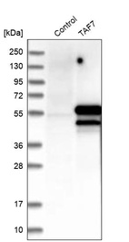 Western blot analysis in control (vector only transfected HEK293T lysate) and TAF7 over-expression lysate (Co-expressed with a C-terminal myc-DDK tag (~3.1 kDa) in mammalian HEK293T cells, LY417173).
