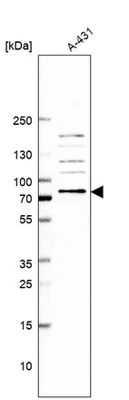 Western blot analysis in human cell line A-431.