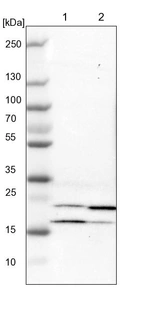 Lane 1: NIH-3T3 cell lysate (Mouse embryonic fibroblast cells)_br/_Lane 2: NBT-II cell lysate (Rat Wistar bladder tumour cells)
