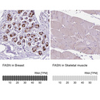 Anti-FASN Antibody