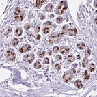 Immunohistochemical staining of human breast shows high expression.