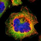 Immunofluorescent staining of human cell line A-431 shows positivity in plasma membrane & cytoplasm.